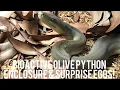 BIOACTIVE OLIVE PYTHON ENCLOSURE AND SURPRISE EGGS