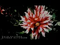 PEATLE - DESTINY (Prod. Hyke)