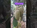Download Lagu SHOLAWAT MERDU MENYENTUH HATI  #videoshortsviral