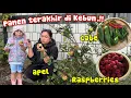 Download Lagu PANEN TERAKHIR DI KEBUNKU SEBELUM SEMUA MEMBEKU \u0026 TANAM BAWANG PUTIH‼️