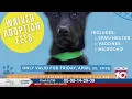 Amarillo Animal Management and Welfare to waive adoption fees Friday