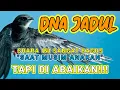 Suara Panggil Ini Lebih Baik Dari Ribuan Suara Walet Yang Ada Di YouTube.