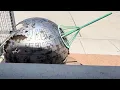 Holocron - Star Wars store in Fort Worth Texas Part 1