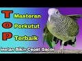 Download Lagu PANCINGAN PERKUTUT MASTERAN TERBAIK SEMUA JENIS PERKUTUT TERBUKTI INSTAN BIKIN CEPAT GACOR !!