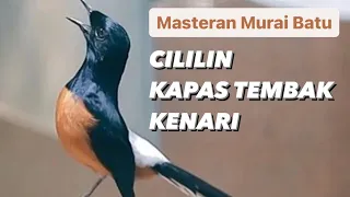 Download Masteran Murai Batu Materi Cililin , Kapas Tembak Dan Kenari dengan Jeda Suara Air MP3