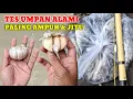Download Lagu UMPAN ALAMI YANG TERKENAL SANGAT AMPUH‼️DARI JAMAN NENEK MOYANG