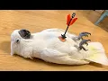 Overdramatic Parrots Who Deserve an Oscar Funny Parrot s 2026