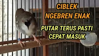 Ngebren Enak, ciblek kristal gacor || NGOTOT Ampuh Untuk Masteran