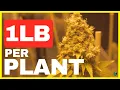 How to Grow a POUND PER PLANT