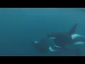 Northern Lights in Norway by Sailboat | Killer Whales and Fjords
