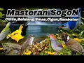 Lagu MASTERAN SOGON SADIS PARAH📍Siap -Siap Di Tawar 100Juta