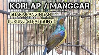 kolibri kelapa korlap kolibri manggar pancingan suara burung korlap agar cepat rajin bunyi gacor