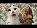 School crush (audio) #nafeesisboujee#youtube#cats