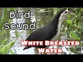 Download Lagu Suara pikat Ruak ruak - White Breasted Waterhen Bird Sound 2020