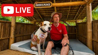 All things Happy Doggo and hospital build - get involved