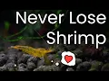 How To SAFELY Introduce Shrimp To A New Tank - Drip Acclimation Guide