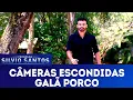 Download Lagu Galã Porco | Câmeras Escondidas (06/01/19)