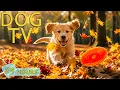 DOG TV Best s for Dogs Calm No Stress When Home Alone - All-Day Relax Music for Dogs