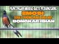 Download Lagu MURAI BATU GACOR TEMBAKAN MEWAH MERANGSANG EMOSI LAWAN IKUT NEMBAK LANGSUNG BONGKAR ISIAN