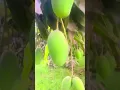 Download Lagu #nature #aquarium #guppy #ihavethisthingwithplants #nature #nothingimposibleinthisworld