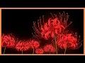 Red Spider Lily A Flower Between Worlds