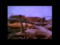 Really Wild Animals Promo (1996)