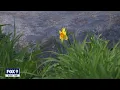 Allergies bothering you It might be Minnesota s high pollen count Fox 9 KMSP