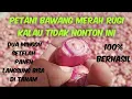 Download Lagu cara mengolah bibit bawang merah gantungan dua Minggu langsung bisa di tanam.#petanihemat.
