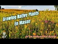 A Tour Of Pizzo Wholesale Native Plant Nursery