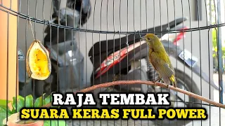 pentis raja gacor suara full power 