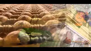 الشيخ مصطفى الموسى بين كربلاء والبقيع