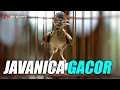 Download Lagu MASTERAN BRANJANGAN JAVANICA GACOR FULL ISIAN