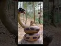 Download Lagu A horrific scene, a large and huge snake wrapped around a monkey in a forest in India