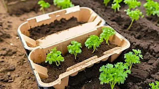 The harvest from the garden will be rich if you do this and it costs nothing!