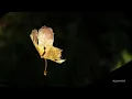25Hours - ใบไม้ (Falls)