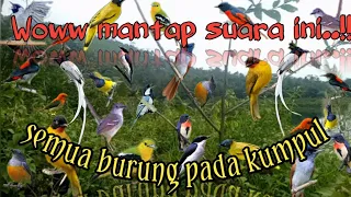 SUARA PIKAT RIBUT ampuh segala jenis burung kecil dan besar