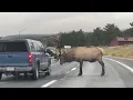 Bull elk attacks truck in Estes Park