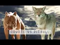 COYOTES VS AMERICAN PITBULL TERRIERS