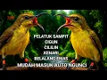 Lagu Suara jernih ‼️Masteran sogon gacor isian full tembakan