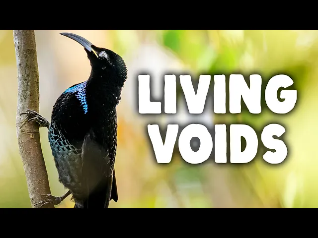 Video: How Are These Beasts Blacker Than Black?