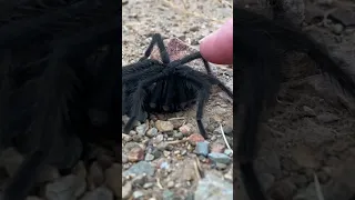 Quick video of the Tarantulas of Daley Ranch. #hike #hiking #spiders #spider #adventure