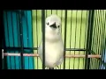 Download Lagu SIRTU NGETIR||Burung Cipeuw Miriwit Cocok Untuk Pancingan