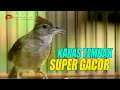 Download Lagu KAPAS TEMBAK GACOR FULL NGEPIK BESET