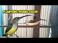 Download Lagu Pijantung Pisang Gacor, butung masteran #pijantung #pijantungpisang #pijantungpisanggacor