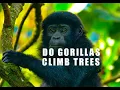 Gorillas climbing trees Do mountain gorillas climb trees 02 Gorilla trekking tours in Rwanda