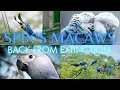 Spix s Macaws RETURN TO THE WILD - Back From the Brink of EXTINCTION
