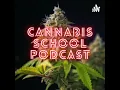 Peach Maraschino A Sweet Escape into Cannabis Bliss