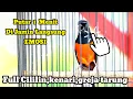 Download Lagu Kretekan Hutan murai batu paling Ampuh bikin semua lawan langsung emosi//Di jamin emosi seketika.
