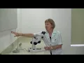 How to use a dissecting microscope