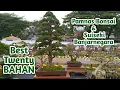 Lagu Hasil Penilaian Best Twenty BAHAN Pamnas Bonsai \u0026 Suiseki Banjarnegara